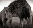 /album/fotogaleria/leones-masai-mara-jpg/