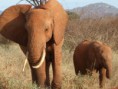 /album/fotogaleria/elephants-jpg/
